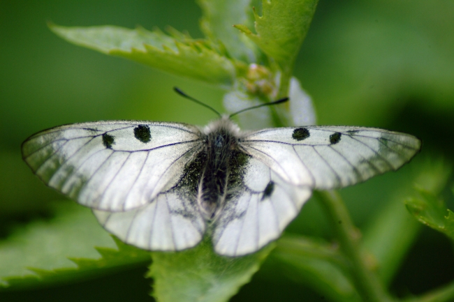 Parnassius mnemosyne?